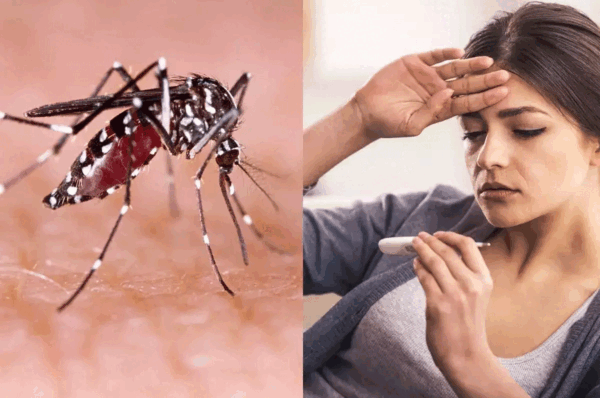 Dengue in Uttarakhand: डेंगू केसों में लगातार इजाफा, अब तक 2402 से ज्यादा लोग शिकार, 15 की मौत, अलर्ट पर प्रशासन