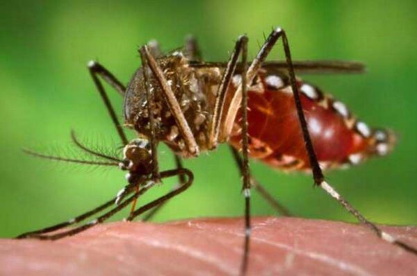 Dengue In Uttarakhand: उत्तराखंड में डेंगू का बरपा कहर, अब तक कुल 1663 मामलें, डेंगू के रोकथाम के लिए उठाए जा रहे ये कदम